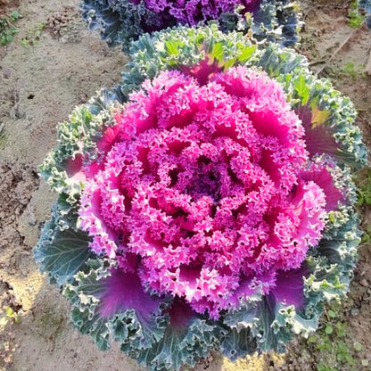 🥗Rare Purple Edible Kale Seeds