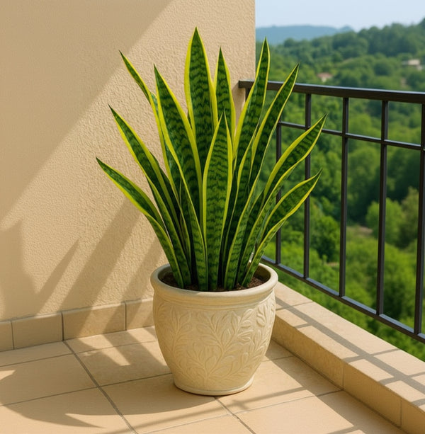 Snake Live Plant