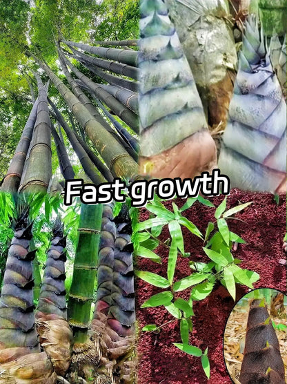 Rare Species Giant Bamboo Seeds