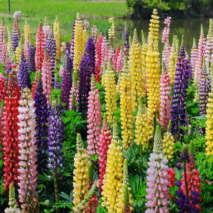 Perennial Russells Lupine 🌺Flower Seeds