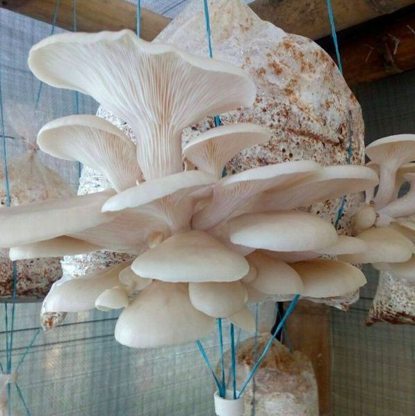 Oyster Mushroom Growing Kit