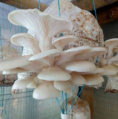 Oyster Mushroom Growing Kit