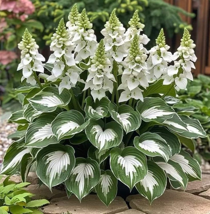 Multicolor Rare Hosta Flowers Seeds + Plant Growth Serum Free