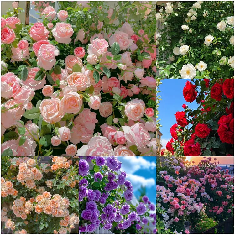 Climbing Rose Flower Seeds + FREE Plant Growth Supplement