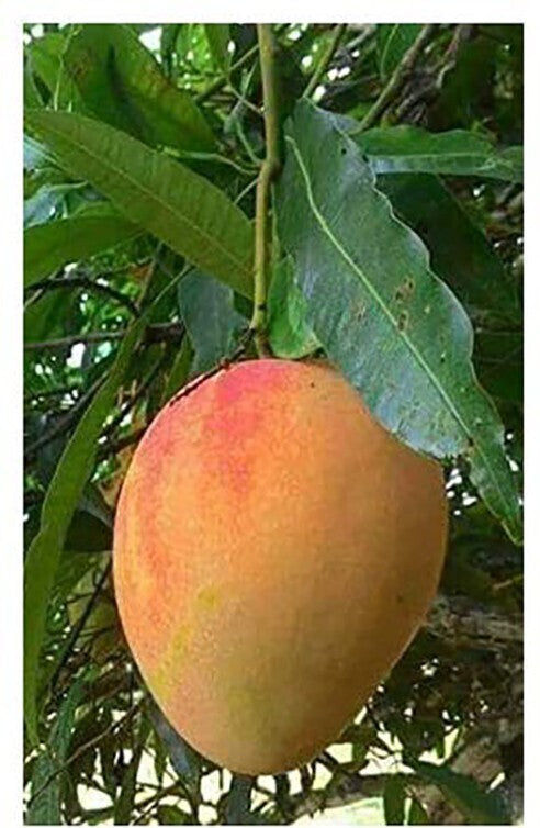 Exotic Alphonso Mango  Plant (Ratnagiri)