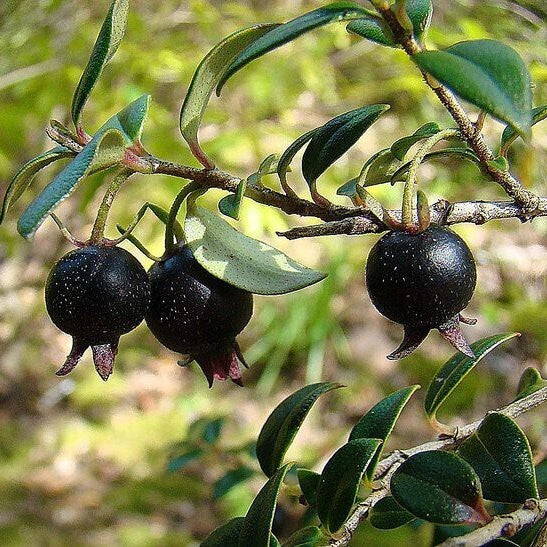 Organic Black Guava Plant