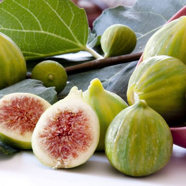 Organic Cluster Fig Tree