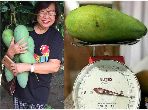 Royal Thai Catimon Mango