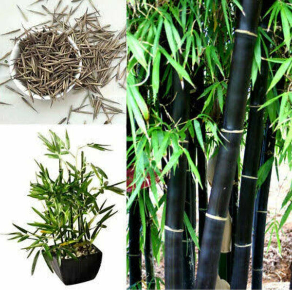 Lucky China Bamboo