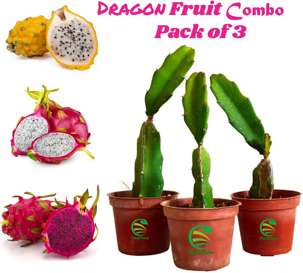 Dragon Fruit Sapling