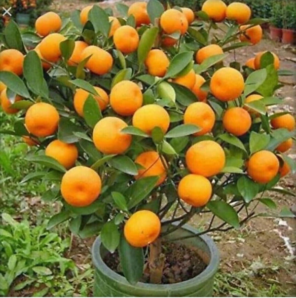 Sweet Orange Plant