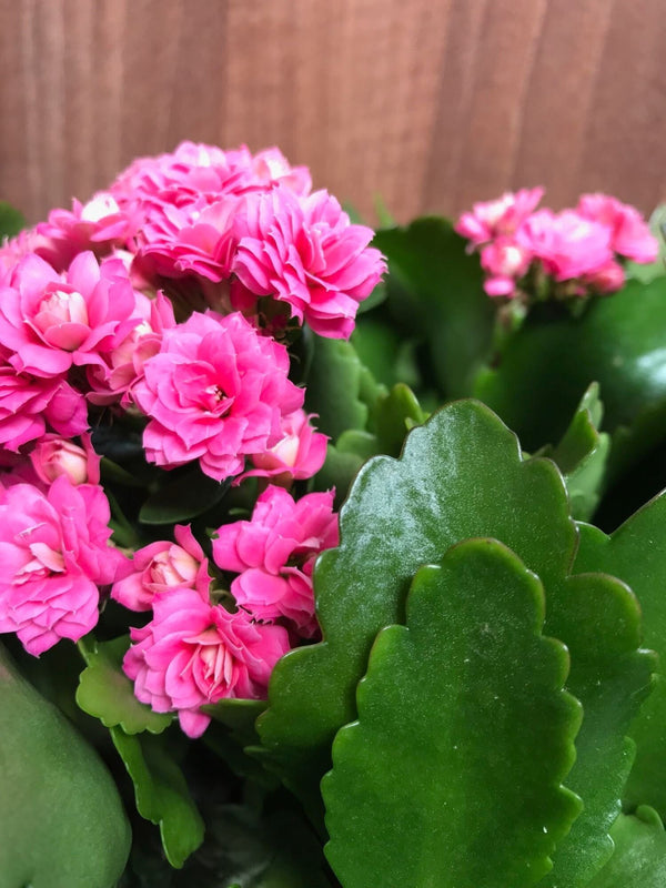 Royal Pink Kalanchoe