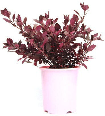 Decorative Red Alternanthera