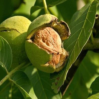 Premium Walnut Plant (Akhrot)