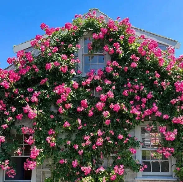 Climbing Rose Flower Seeds + FREE Plant Growth Supplement