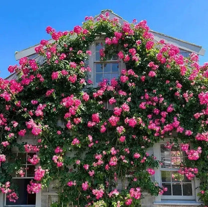 Climbing Rose Flower Seeds + FREE Plant Growth Supplement