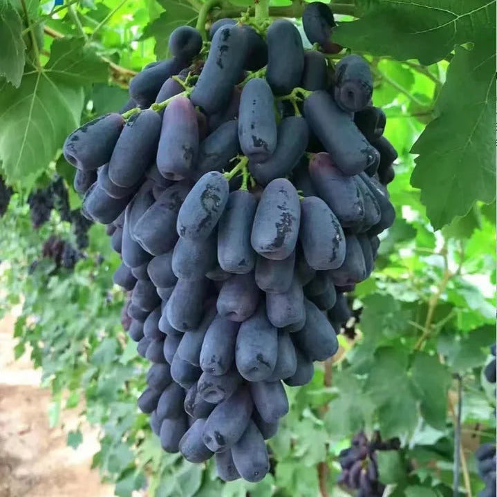 Sapphire Grapes Seeds🍇