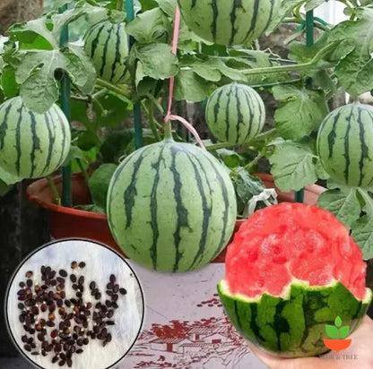 Potted Watermelon Seeds 🍉