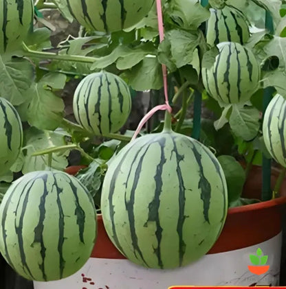 Potted Watermelon Seeds 🍉