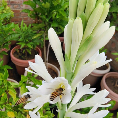 Rajnigandha Hybrid Large Bulbs