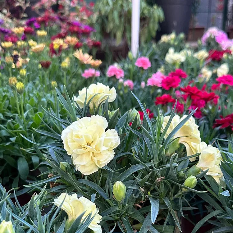 Elegant Carnation Seeds 🌸(With Free Potting Mix 100g)