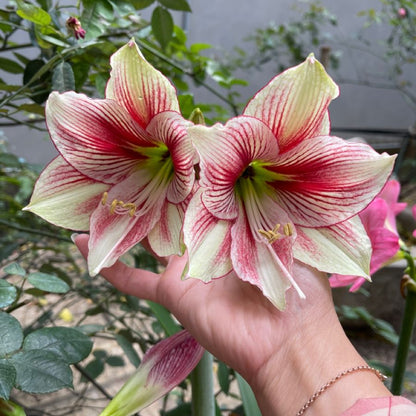 Amaryllis Flower Bulbs