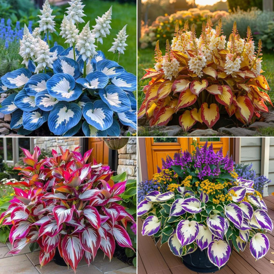 Multicolor Rare Hosta Flowers Seeds + Plant Growth Serum Free
