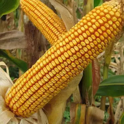 🌽 Japanese Yellow Corn Seeds