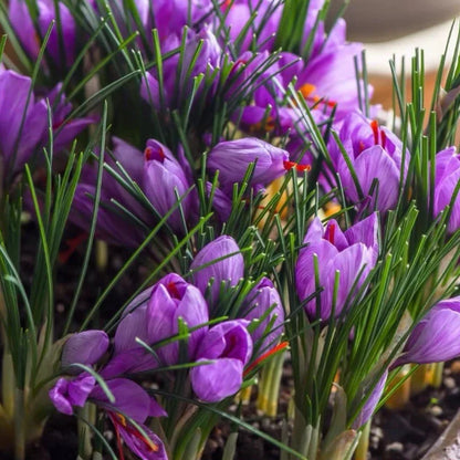 Saffron Bulbs II Kashmiri Kesar Plant
