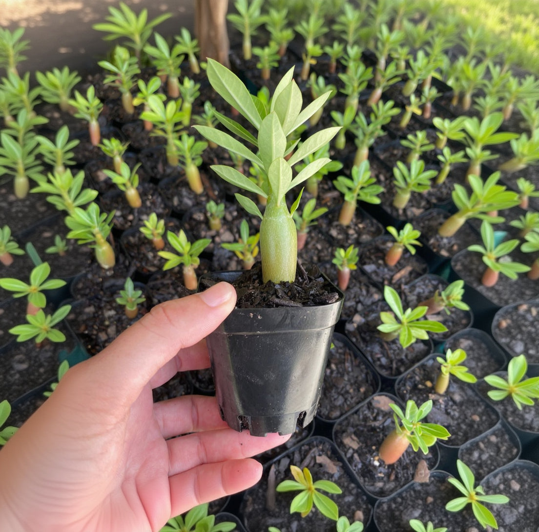 Adenium Live Plant