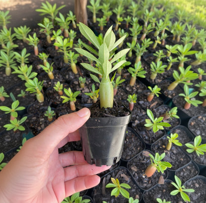 Adenium Live Plant