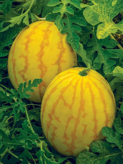 Golden Red Watermelon Seed