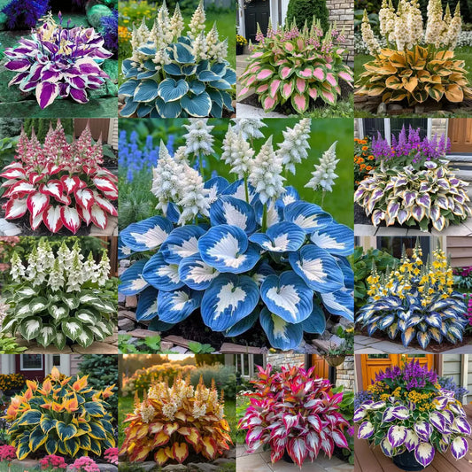 Multicolor Rare Hosta Flowers Seeds🌿