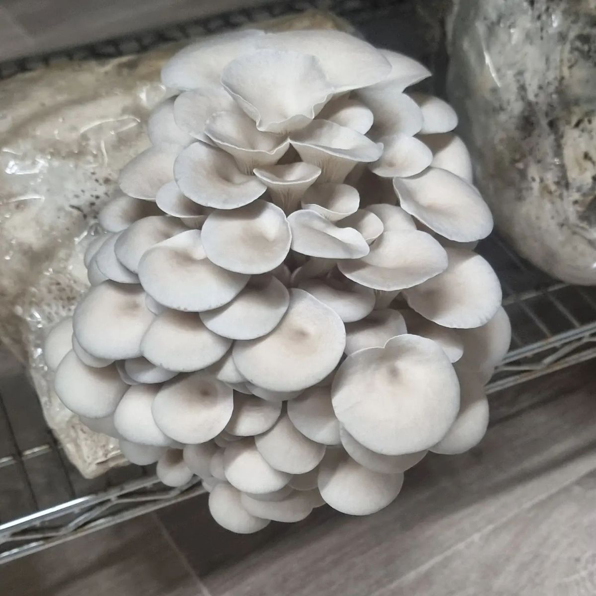 Oyster Mushroom Growing Kit