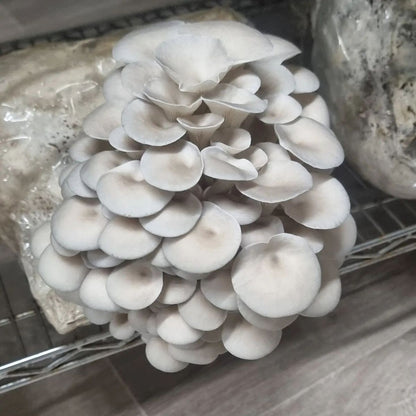 Oyster Mushroom Growing Kit