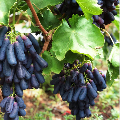 Sapphire Grapes Seeds🍇
