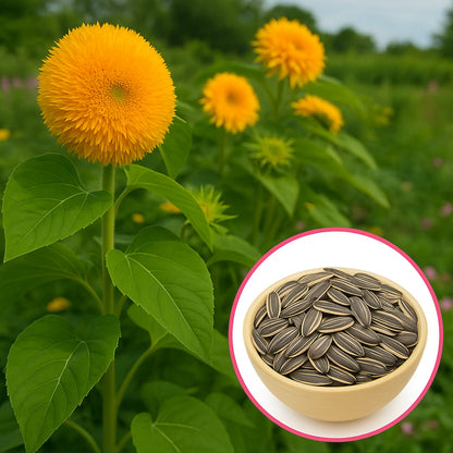 Imported Teddy Bear Sunflower Seeds🌻