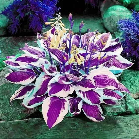 Multicolor Rare Hosta Flowers Seeds🌿