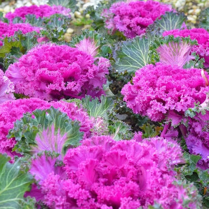 🥗Rare Purple Edible Kale Seeds