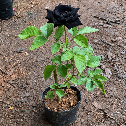 Black Rose Live Plant