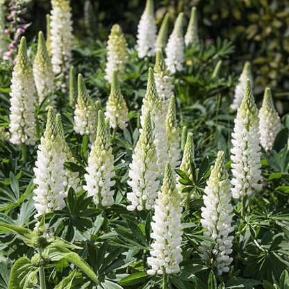 Perennial Russells Lupine 🌺Flower Seeds
