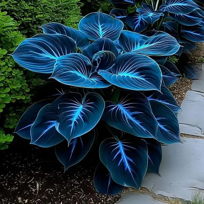 Blue Flame Hosta Seeds + Free Organic Pot Mix 100g