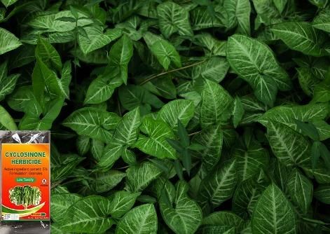 Cyclosinone Herbicide Granules