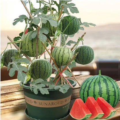 Potted Watermelon Seeds 🍉