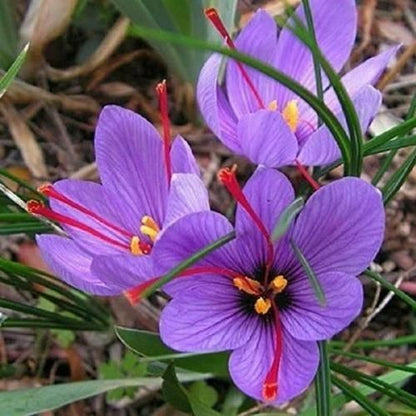 Saffron Bulbs II Kashmiri Kesar Plant