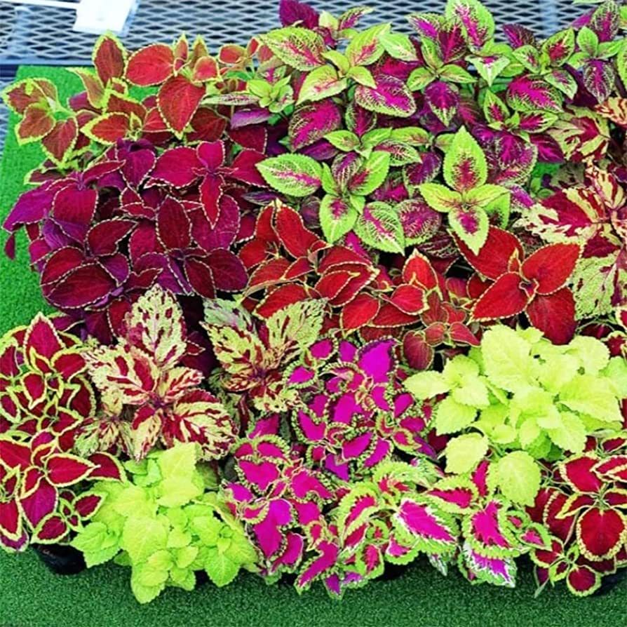 Coleus Rainbow Mixed Seeds