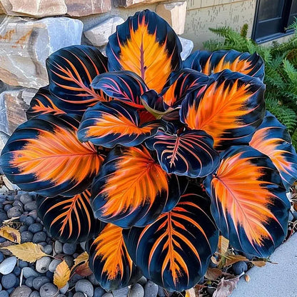 🌿 Rare Hosta Flower Seeds + 100 grams Organic Pot mix Free🌱