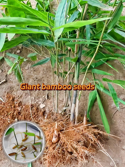 Rare Species Giant Bamboo Seeds