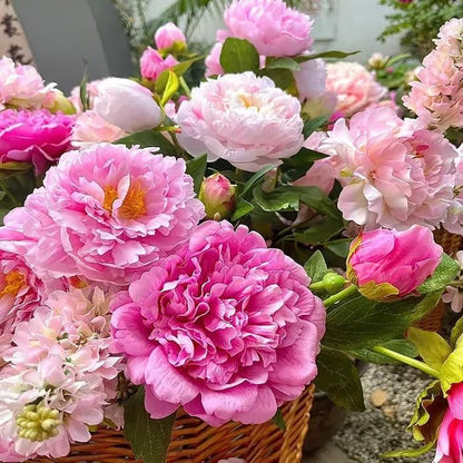 Peony Flower (BUY 10 GET 10 FREE)