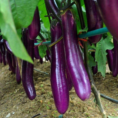 Exotic Giant Eggplant Seeds🍆